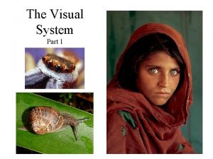 The Visual System Part 1 Refraction Glaucoma Glaucoma