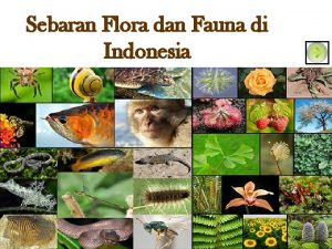 Peta persebaran flora dan fauna di indonesia