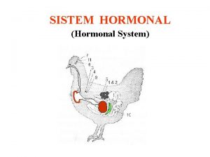 SISTEM HORMONAL Hormonal System Kuliah ini ada di