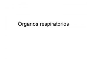 rganos respiratorios Respiracin externa y respiracin celular La