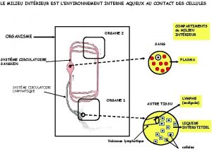 LE MILIEU INTRIEUR EST LENVIRONNEMENT INTERNE AQUEUX AU