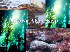 Brown AlgaeKelp Roxanne Estrada Brown Algae n n