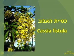 Cassia fistula Vishu Malayalam is a Hindu festival