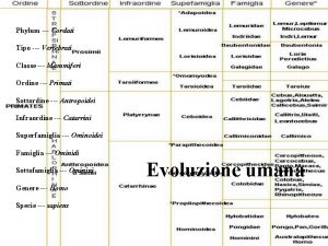 Phylum Cordati Tipo Vertebrati Classe Mammiferi Ordine Primati