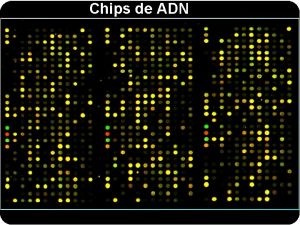 Chips de ADN Chips de ADN Chips o