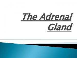 The Adrenal Gland Anatomy Histology Aldosterone Principle Lumen