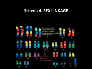 Scheda 4 SEX LINKAGE Human Female Karyotype Human