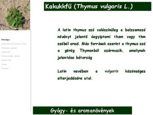 Kakukkf Thymus vulgaris L A latin thymus sz