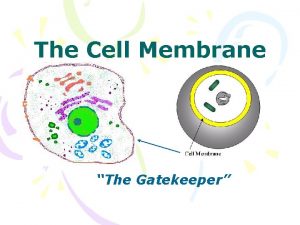 The Cell Membrane The Gatekeeper Overview Cell membrane