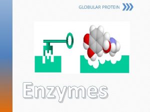 GLOBULAR PROTEIN Enzymes Globular protein Catalysts which speeds