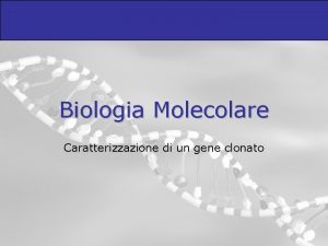 Biologia Molecolare Caratterizzazione di un gene clonato Il