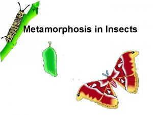 Metamorphosis in Insects Insect life cycle Development from