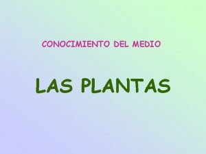 CONOCIMIENTO DEL MEDIO LAS PLANTAS Caracteristicas de las