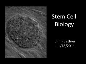 Stem Cell Biology Jim Huettner 11182014 suggested readings
