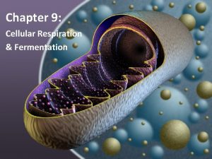 Chapter 9 Cellular Respiration Fermentation Glycolysis Fermentation I