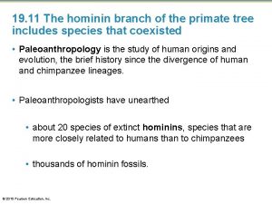 19 11 The hominin branch of the primate