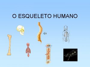 O ESQUELETO HUMANO Funes do Esqueleto O esqueleto