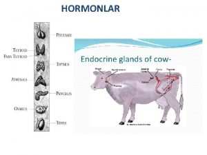 HORMONLAR Hormon enzim vitamin Hormonlar enzimlere benzeseler de