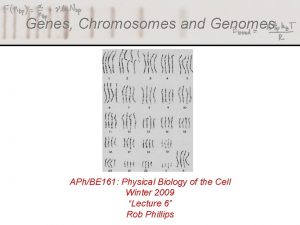 Genes Chromosomes and Genomes APhBE 161 Physical Biology