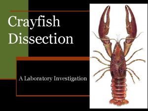 Crayfish Dissection A Laboratory Investigation Part 1 External