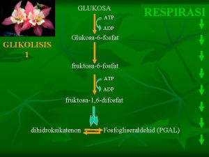 GLUKOSA ATP RESPIRASI ADP GLIKOLISIS 1 Glukosa6 fosfat