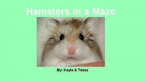 Hamsters in a Maze By Kayla Tessa Our