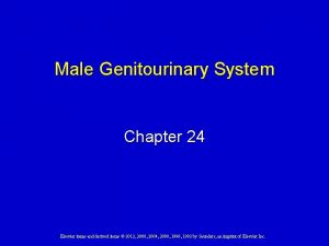 Male Genitourinary System Chapter 24 Elsevier items and