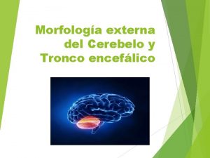 Morfologa externa del Cerebelo y Tronco enceflico Cerebelo