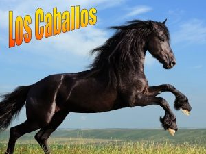 Historia del caballo Eohippus vivi hace 55 millones