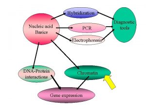 Hybridization Nucleic acid Basics PCR Electrophoresis DNAProtein interactions