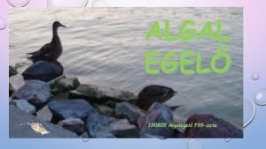 ALGAL EGEL 190805 Algalegel F 99 szta ALGALEGEL