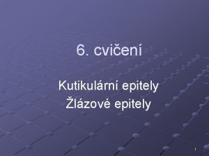 6 cvien Kutikulrn epitely lzov epitely 1 Kutikulrn