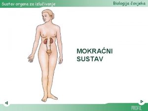 Biologija ovjeka Sustav organa za izluivanje MOKRANI SUSTAV