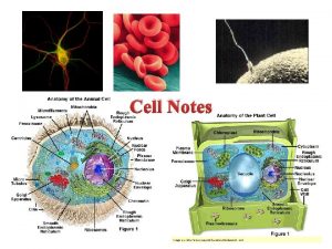 Cell Notes Basic unit of Life cells Cells