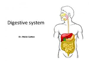 Digestive system Dr Malak Qattan The GI tract