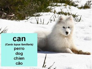 can Canis lupus familiaris perro dog chien co