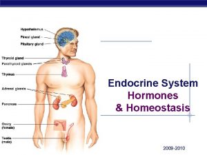 Endocrine System Hormones Homeostasis Regents Biology 2009 2010