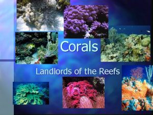 Corals Landlords of the Reefs What should you