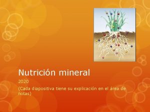 Nutricin mineral 2020 Cada diapositiva tiene su explicacin