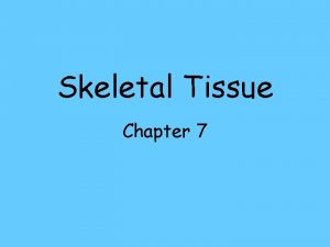 Skeletal Tissue Chapter 7 Types of Bone Tissue