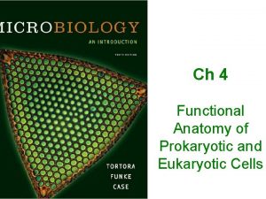 Ch 4 Functional Anatomy of Prokaryotic and Eukaryotic