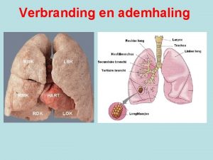 Verbranding en ademhaling Gezonde en ongezonde longen BS