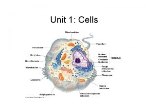 Unit 1 Cells Cell Theory All living things