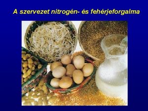 A szervezet nitrogn s fehrjeforgalma A fehrjk s