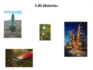 Life histories What is a life history Life