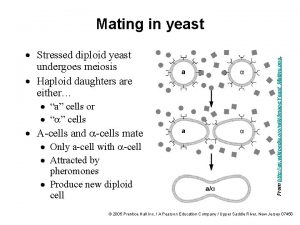 Stressed diploid yeast undergoes meiosis Haploid daughters are