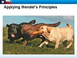 Applying Mendels Principles Learning Objectives Explain how geneticists