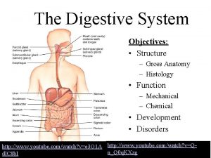 The Digestive System Objectives Structure Gross Anatomy Histology