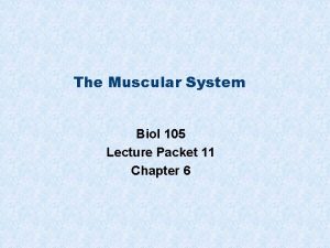 The Muscular System Biol 105 Lecture Packet 11