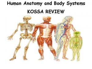 Human Anatomy and Body Systems KOSSA REVIEW Levels